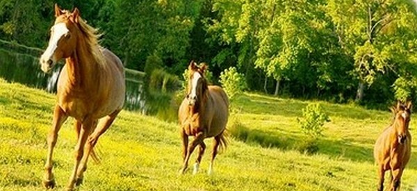 Экскурсия на конно-спортивный комплекс г.п.Ратомка