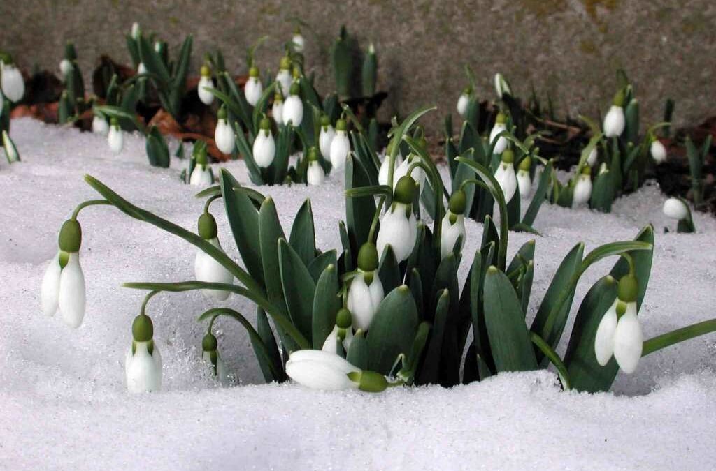 Встречаем Весну в «Алесе»