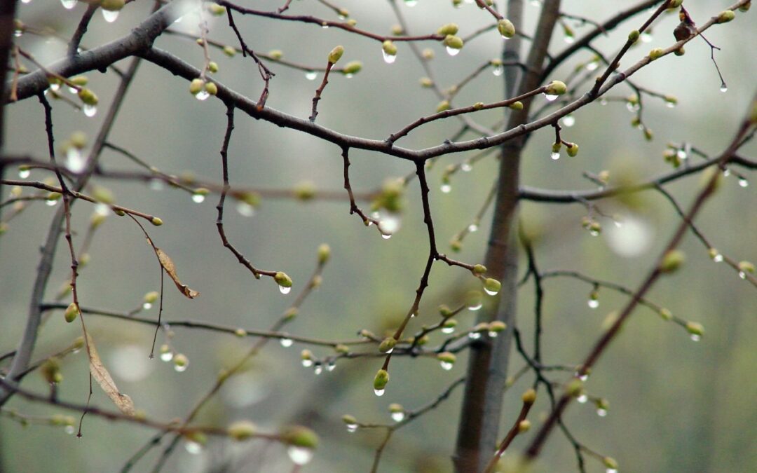 Алеся…Апрельский дождь…